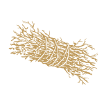 Astillas