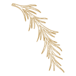 hierba de olor romero