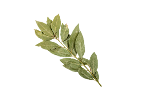 Laurel
