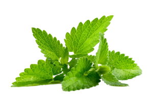 Menta
