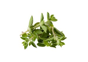 Oregano