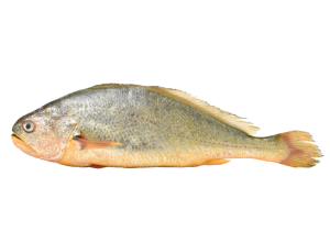 Pescados y Mariscos a la Parrilla Corvina